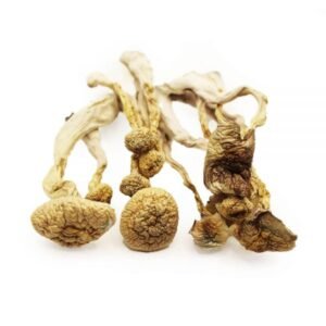 Albino A+ dried psylocybin mushroom