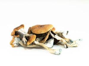 Buy mushrooms online