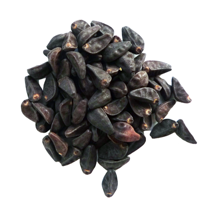 Buy morning glory seeds Online