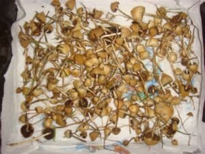 Buy Liberty Cap online Texas
